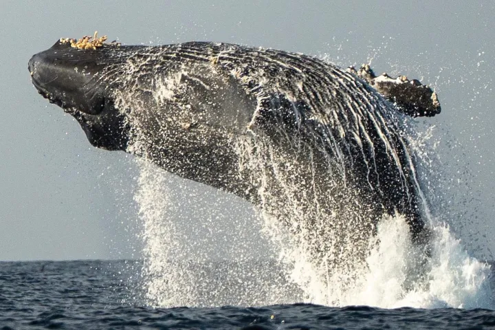 A humpback whale breaching out of the ocean water.