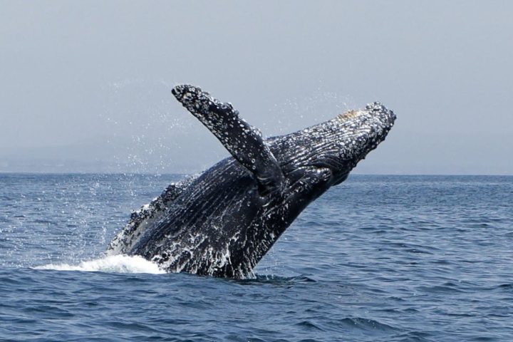 a whale jumping out of a body of water