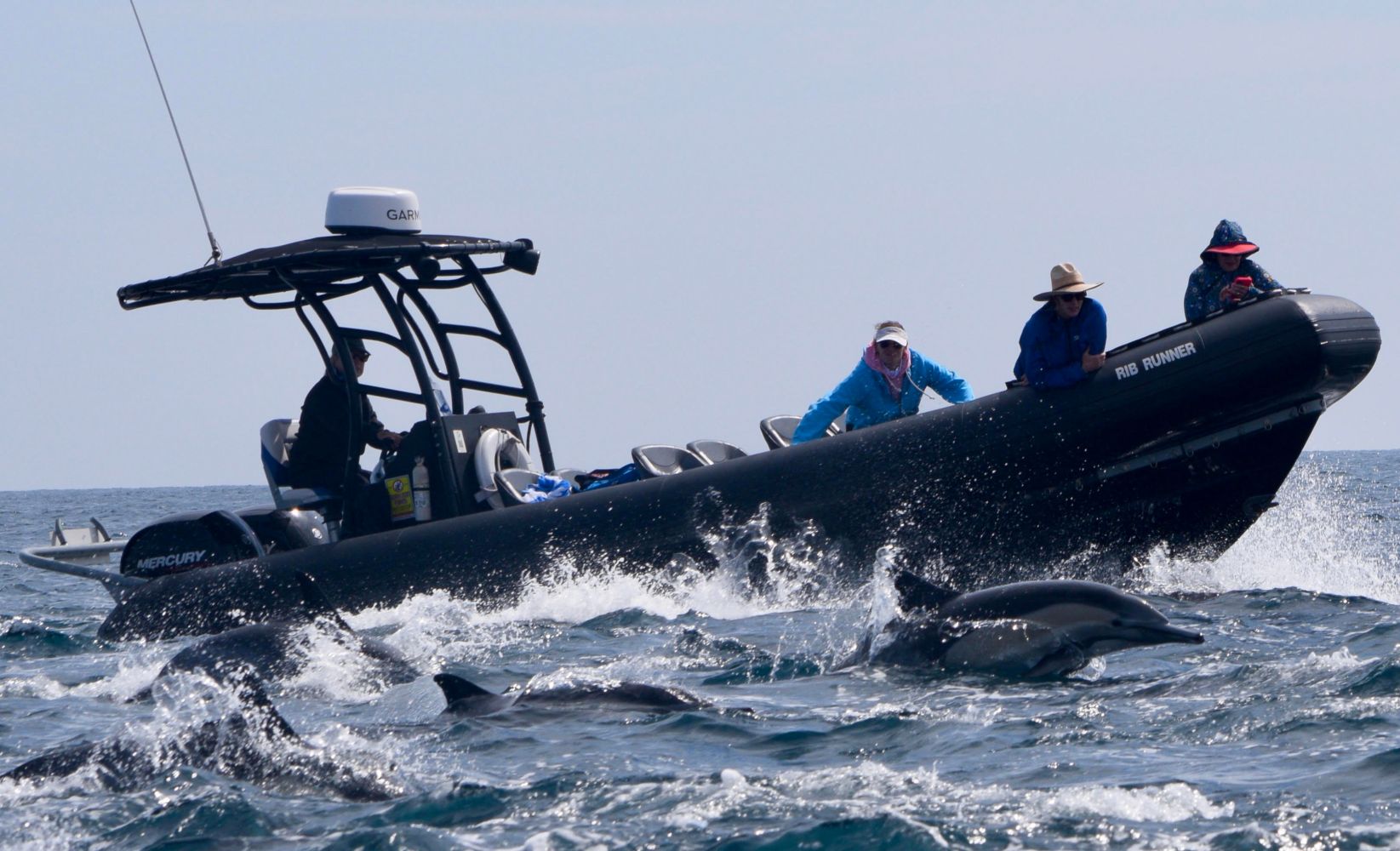 Guests aboard a rigid hull inflatable boat staying dry as dolphins leap through the bow spray
