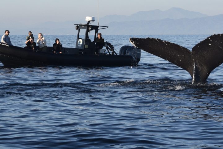 People on a boat watching a whale tail in the ocean.