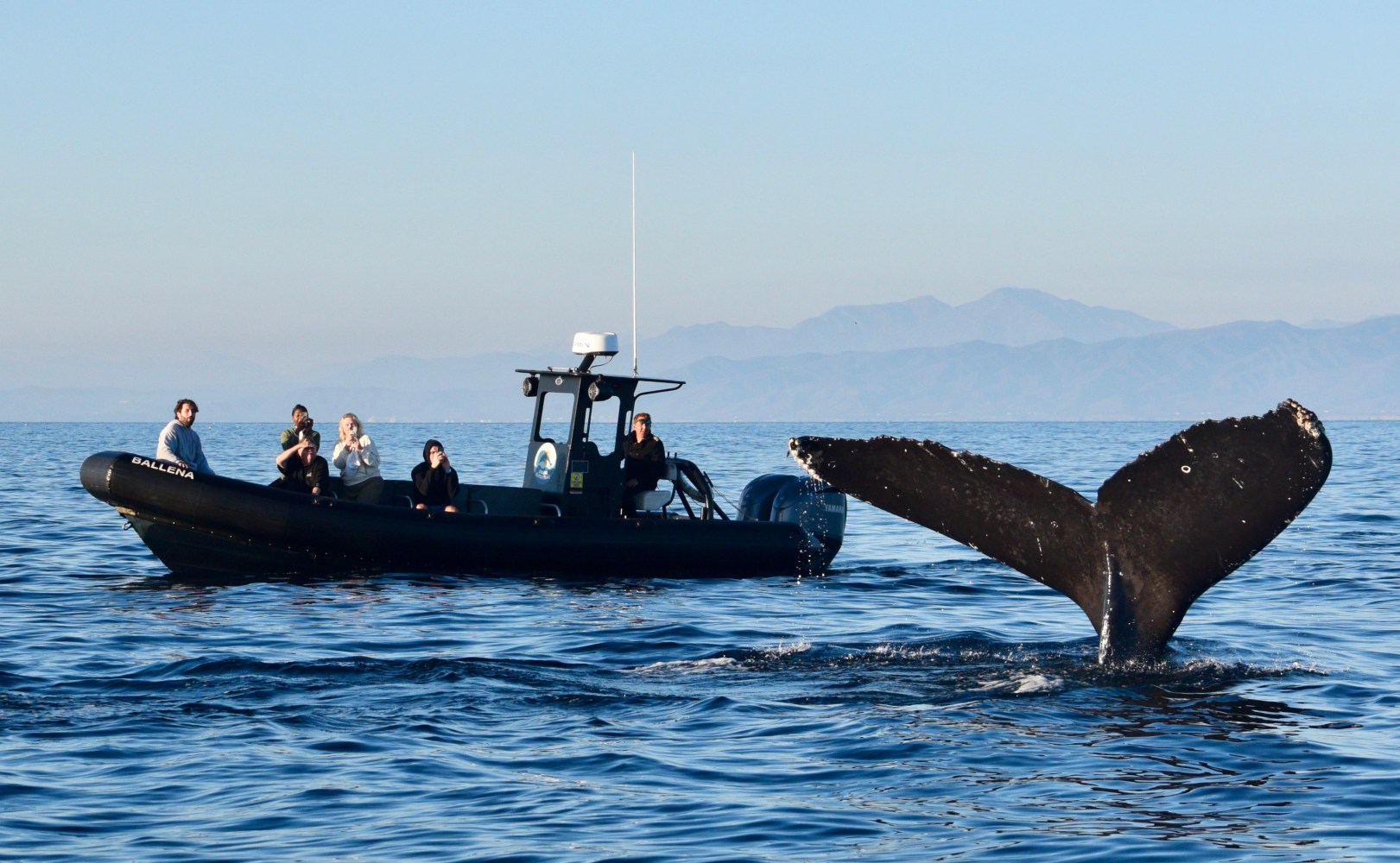 Group on boat observes a whale tail surfacing in calm sea with mountains in the background.