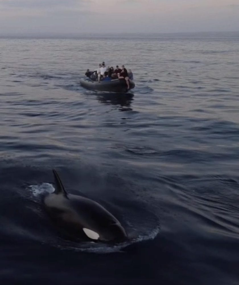 Orca surfacing in front of an Oceanside Coastal Expeditions whale watching boat at dusk off Oceanside, CA